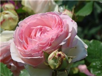 f27ef8b7-Eden rose5 (640x480).jpg
